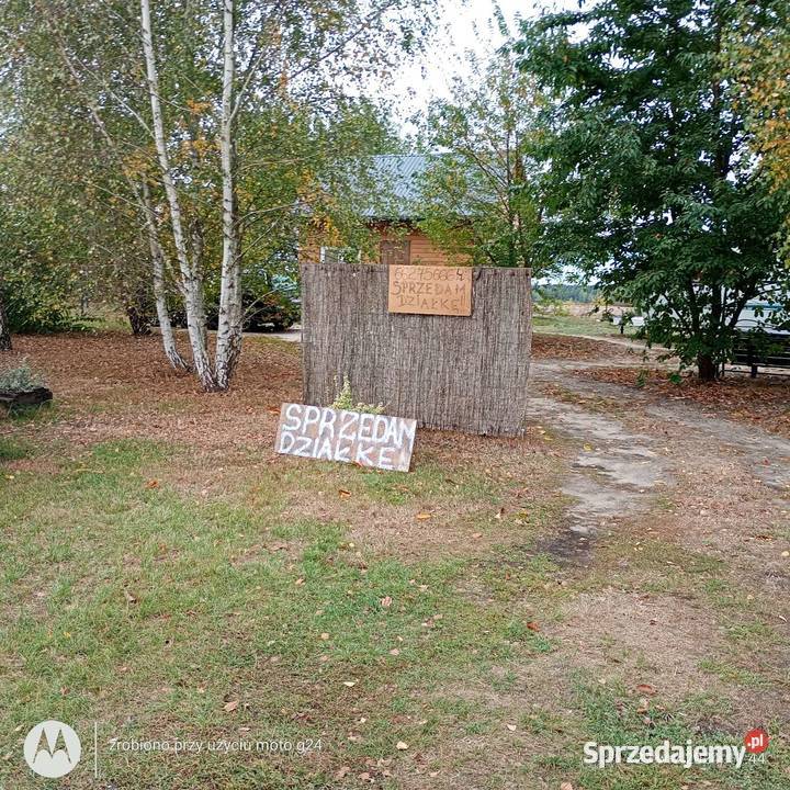 10 arów szopa utwardzona Orchówek sprzedam