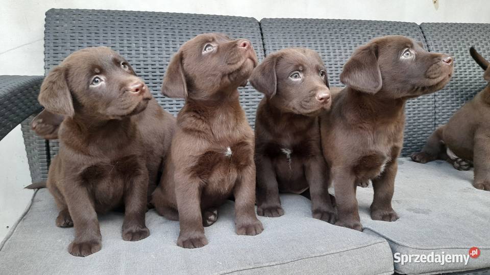 sprzedam szczeniaki labrador retriver Labrador małopolskie Tokarnia