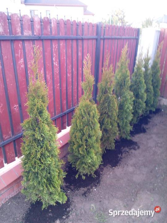 Tuja szmaragd tuje thuja smaragd szmaragdowa Iglaste