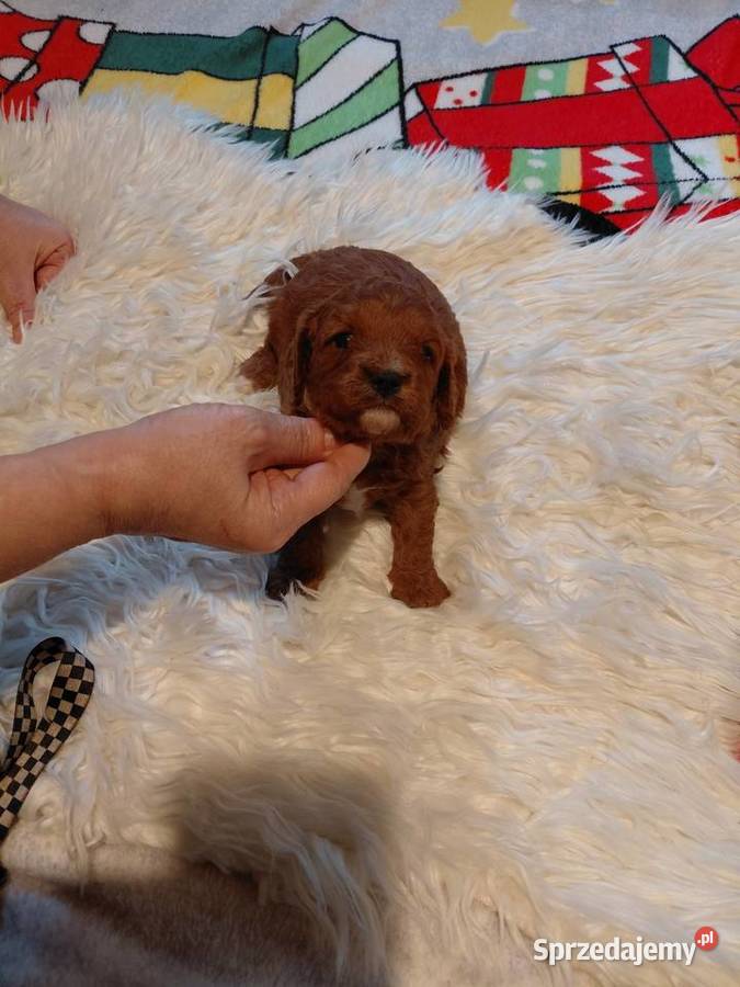 Cavapoo piesek red do rezerwacji Pozostałe Wyszków