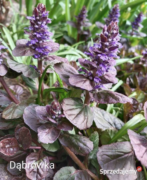 Dąbrówka bylina zapewniająca sadzonka Jaworzno