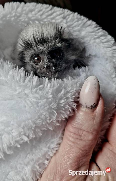 Tamaryna białoczuba Saguinus oedipus młode Katowice