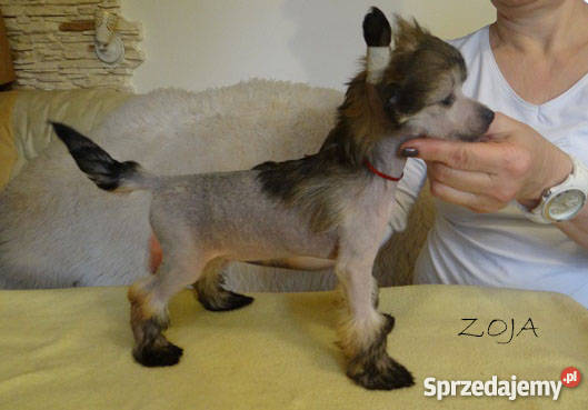 Szczeniaczki Grzywacz chiński PP i HL rodowód łódzkie Łowicz