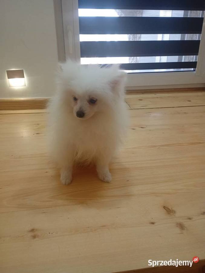 Szpic miniaturowyPomeranian Łowicz