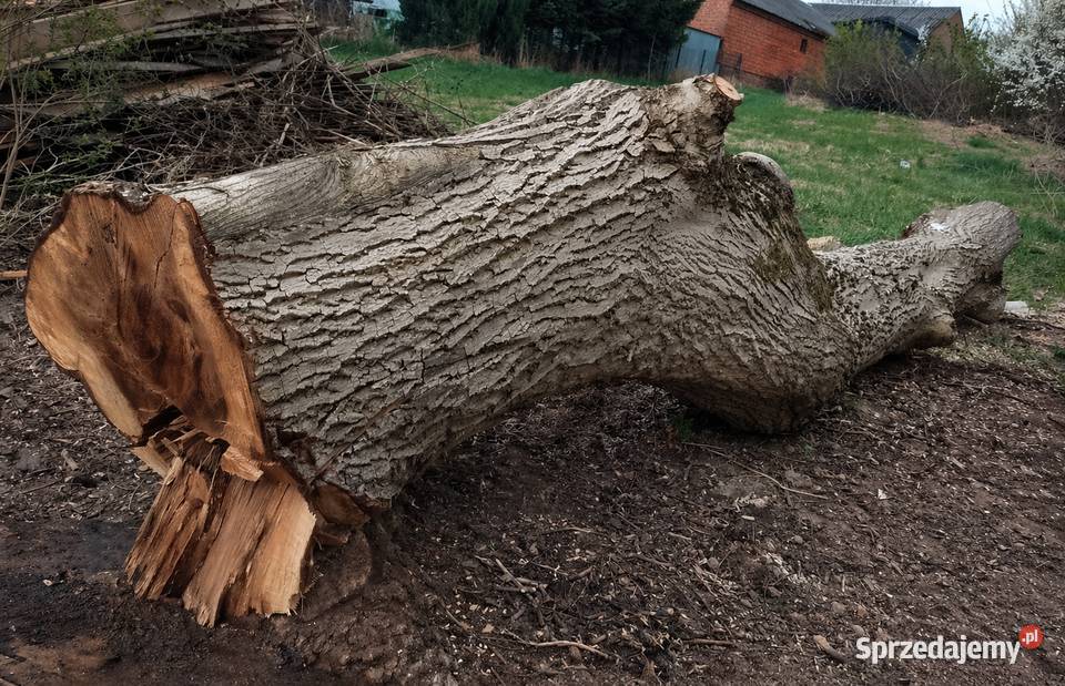 Kłoda orzech włoski Batorz