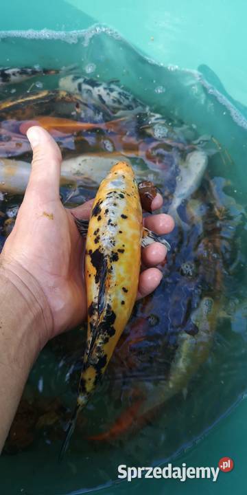 Narybek karpia Koi świętokrzyskie Końskie