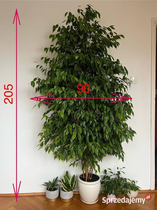 fikus beniamina żywy 205 zdrowy zadbany zielony Syców sprzedam