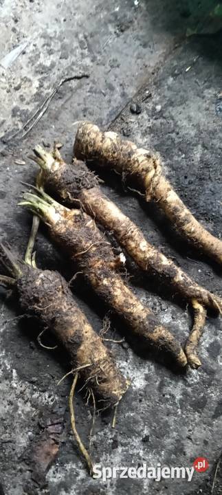 Ogórek kwaszony Warzywa Chełm