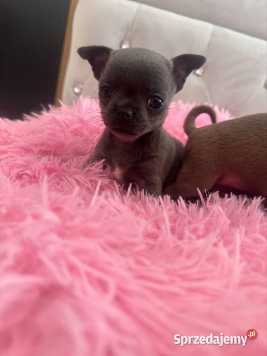 Chihauhua lubelskie Lublin sprzedam