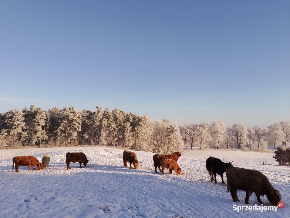Krowy Highland stado 11 bydło mięsne szkockie Bydło pomorskie Płachty sprzedam