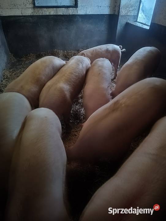 Sprzedam Tuczniki wymiennie na zboże Otałęż