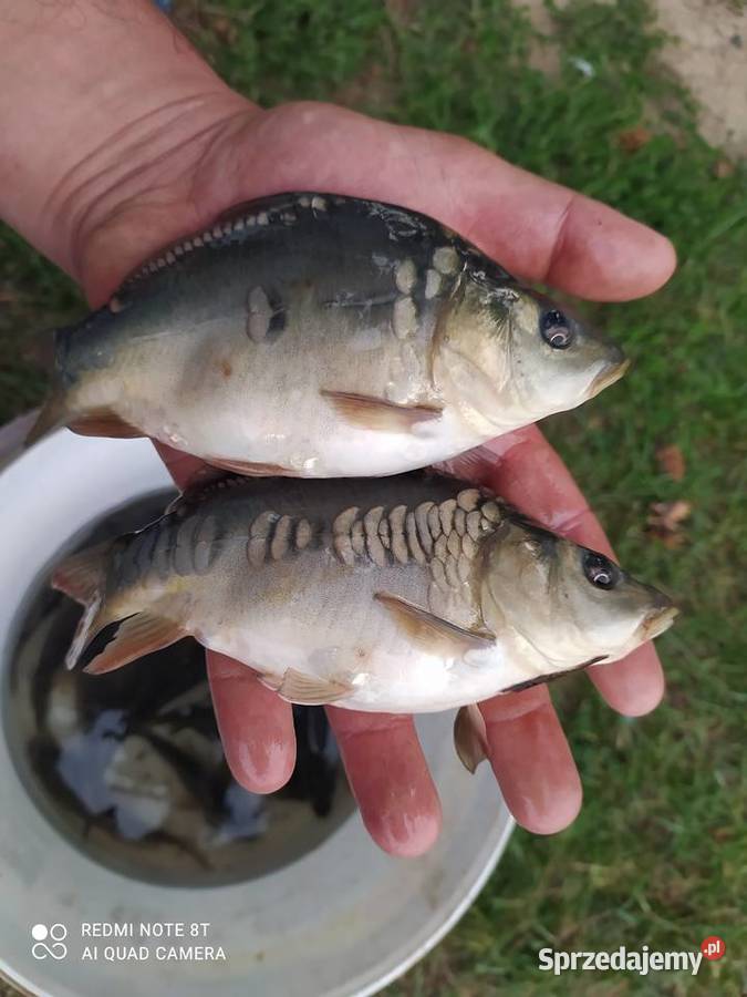 Narybek karpia Amura lina dolnośląskie Mościsko