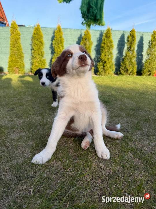 Szczeniaki Border Collie Pozostałe pomorskie Jagatowo