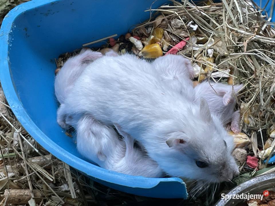 chomik dżungarski rozne kolory Gliwice