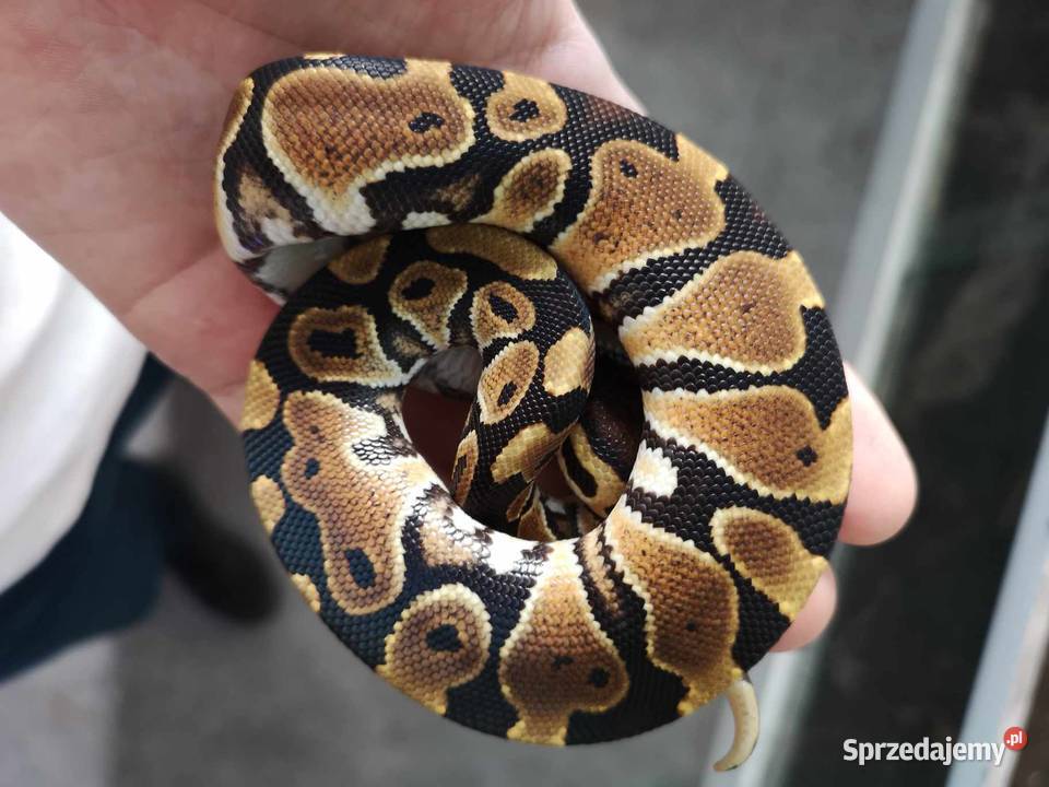 Pyton królewski Python regius różne odmiany Kraków