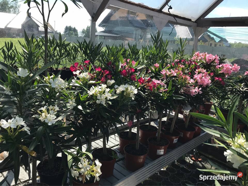 Oleander na pniu kwitnące Brzeźnica