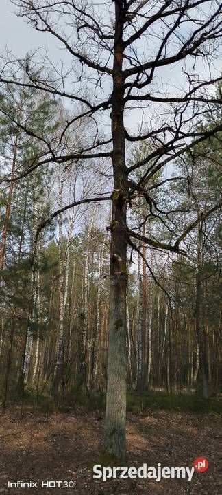 Sprzedam las Żmijewo-Kuce