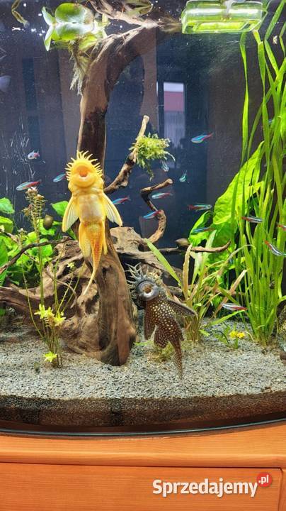 Samiec zbrojniki pospolity 15 Toszek