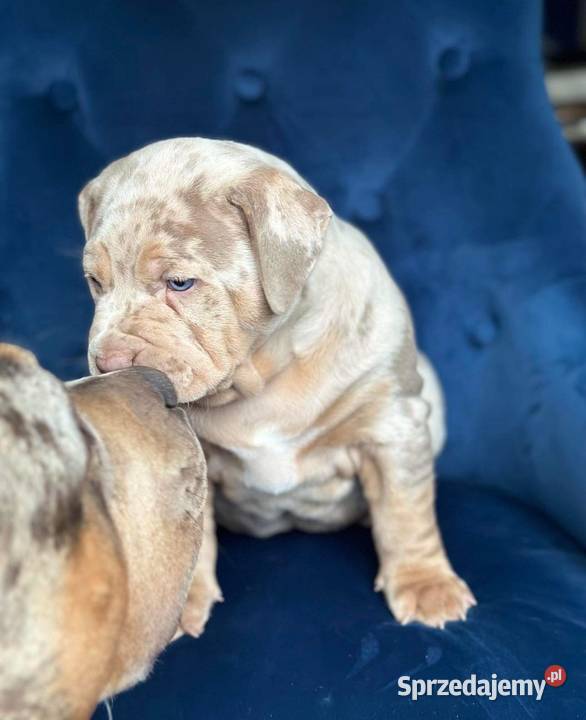 AMERICAN BULLY XL PREMIUM Warszawa