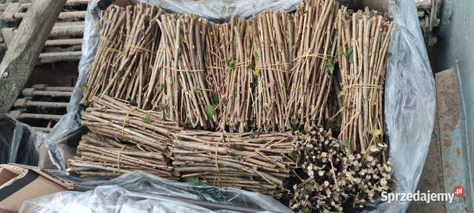 Sztobry czarnej porzeczki lubelskie Kraśnik