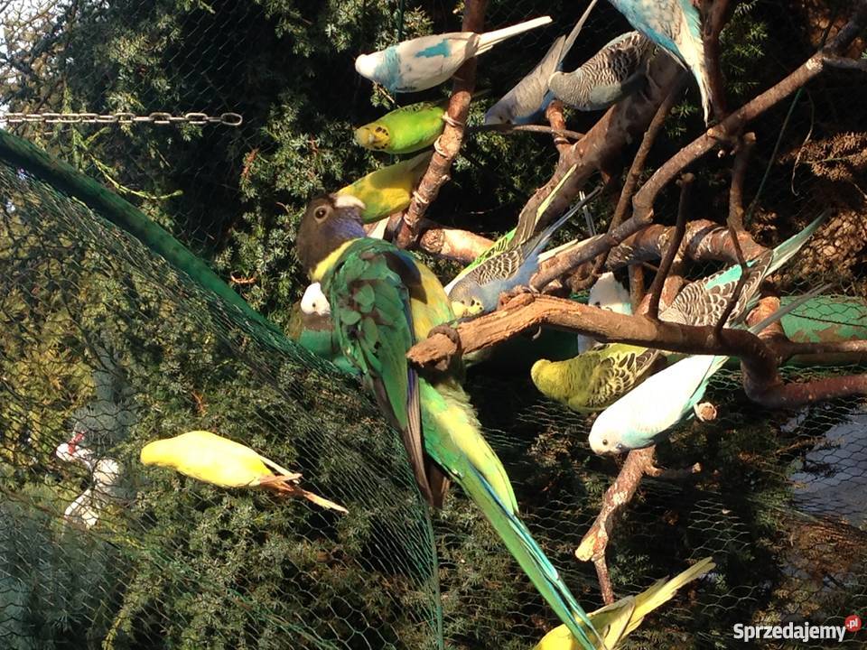 Kragen Bernard Wawrzeńczyce sprzedam