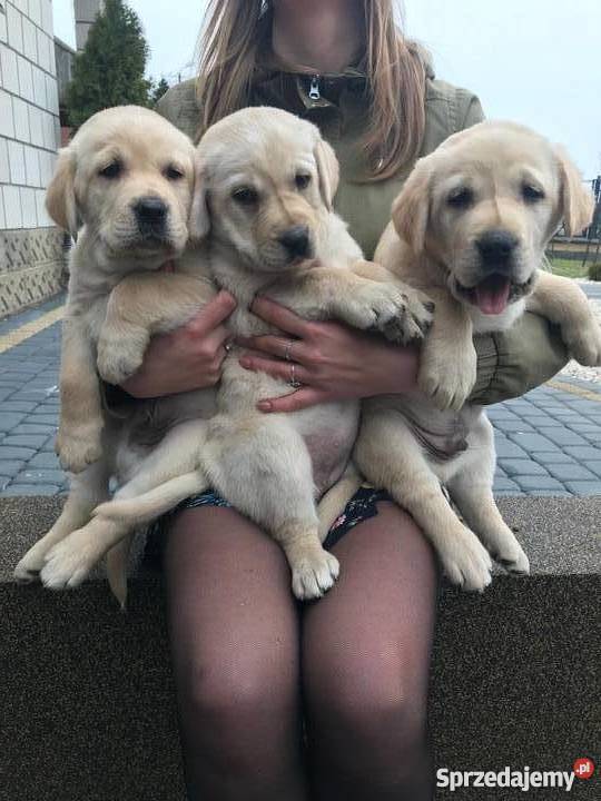 Labradory biszkoptowe szczeniaki mazowieckie Radom