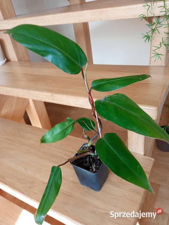 Kwiaty Patyczak i Dom i Ogród podlaskie Białystok