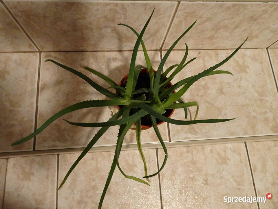 Aloes drzewiasty Pozostałe