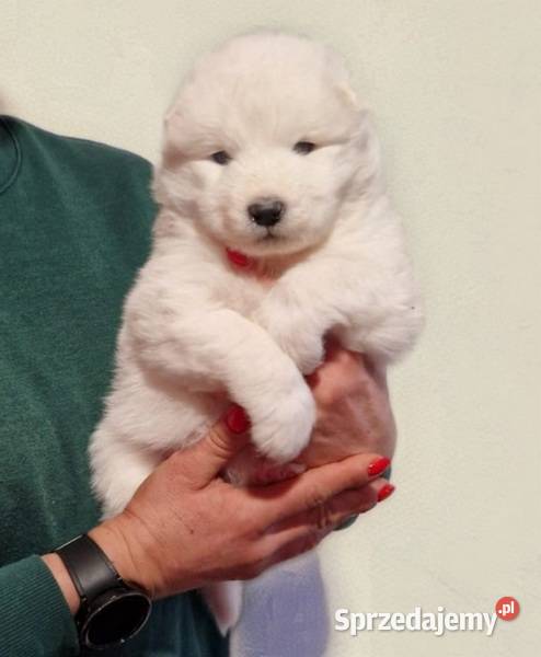 Rasowe szczeniaczki Samoyed Hodowla Pola warmińsko-mazurskie Iława