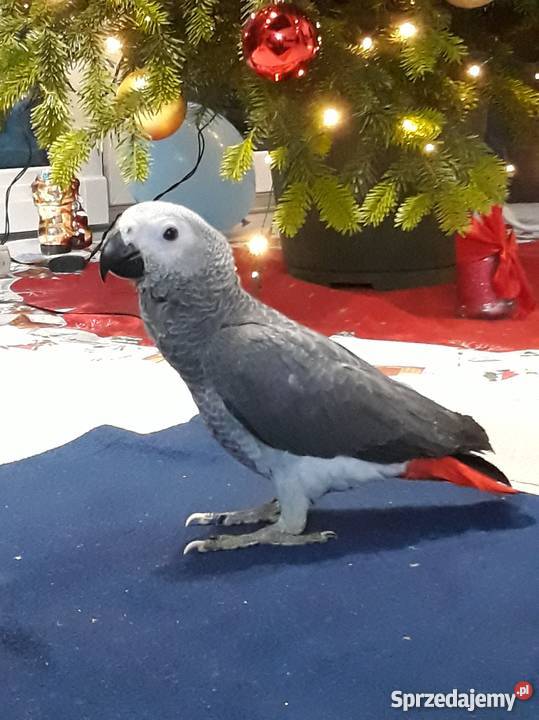 Sprzedam młode Żako Kongijskie sprzedam