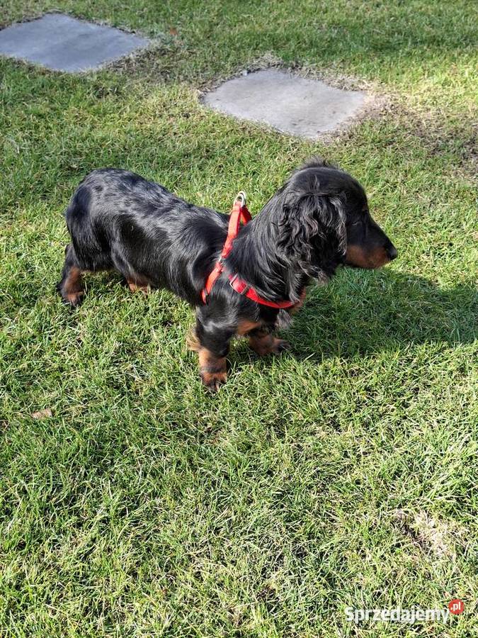 Jamnik długowłosy suczka 55 miesiąc Jamnik mazowieckie Żyrardów