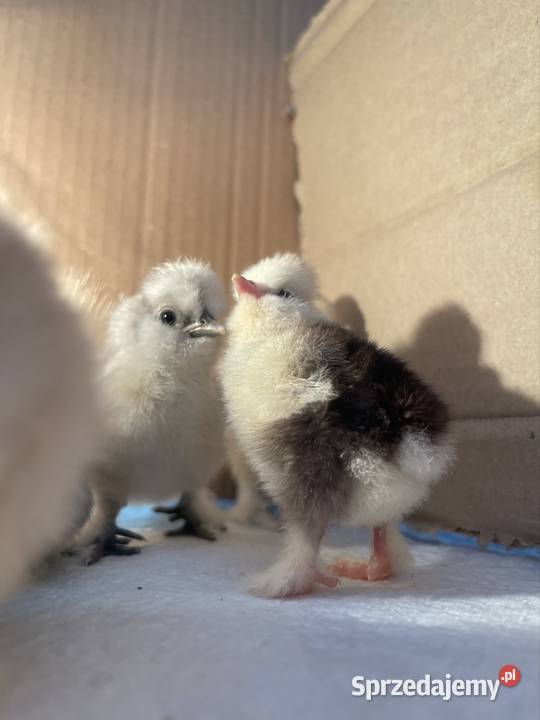 Pisklęta Kury Koguty Silki jedwabiste Mottled Dębie