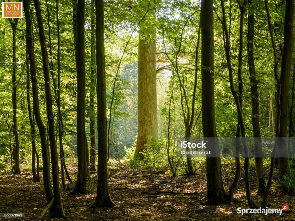 Działka Borzęcin 28900m2 Sprzedaż