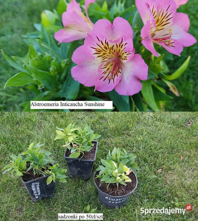 Alstroemeria Inticancha Romance opolskie