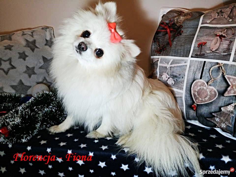 Luxusowe Pieski Boo Pomeranian DO REZERWACJI