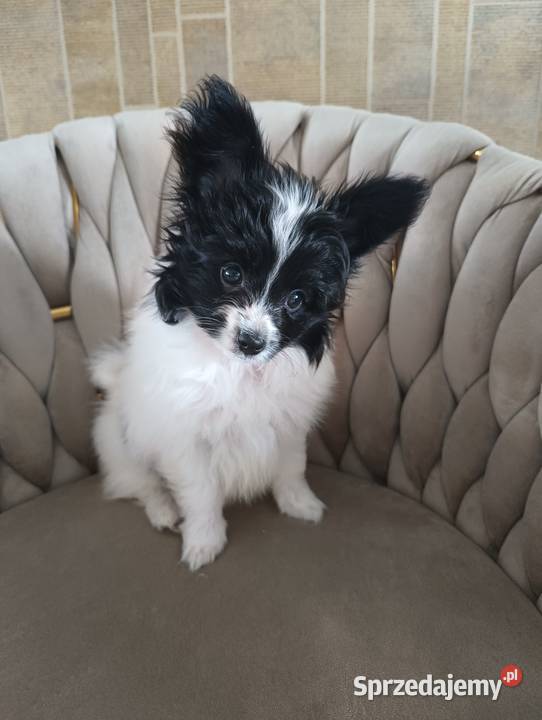Papillon piesek ZKwP FCI Poznań
