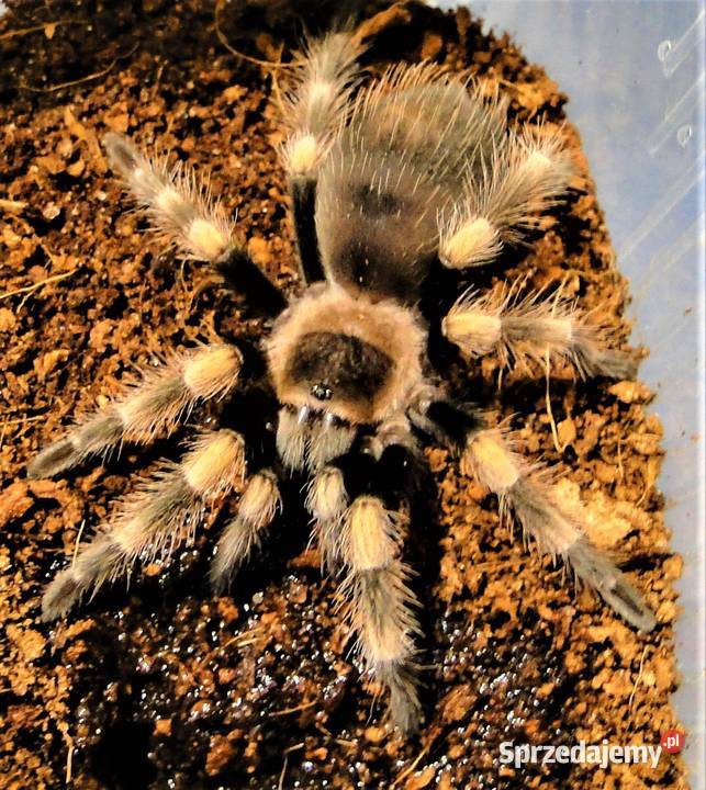 Pająki ptaszniki Brachypelma hamorii