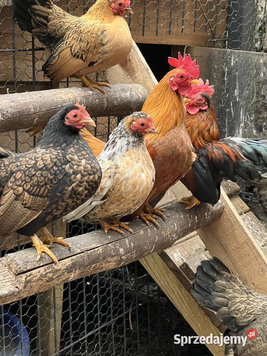 Seramy sprzedam Niezdara