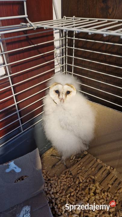 Tyto alba młode Wrocław