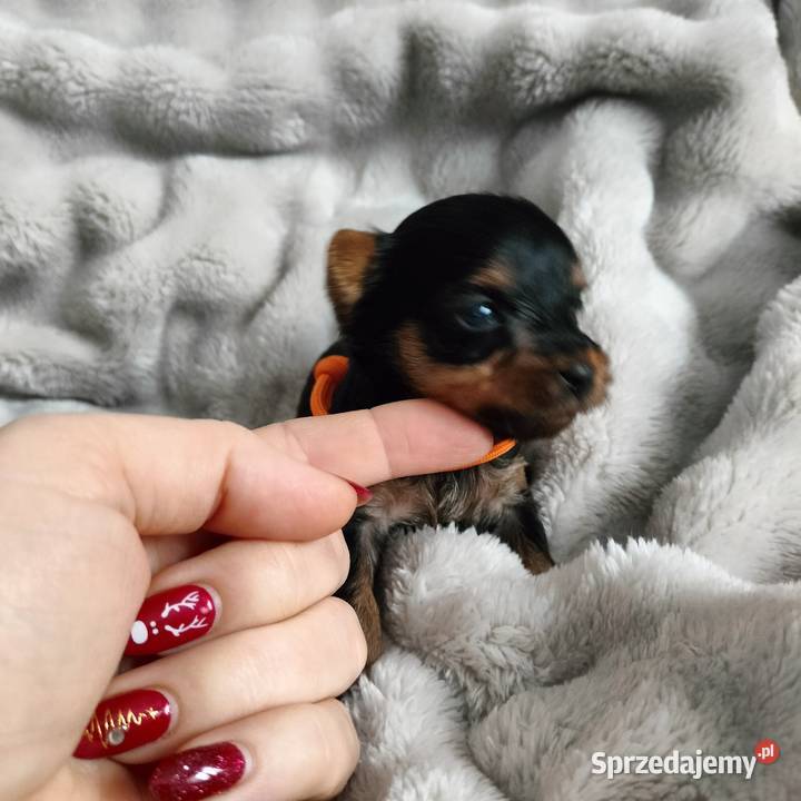 2 Pieski Yorkshire terrier do rezerwacji Łążynek sprzedam