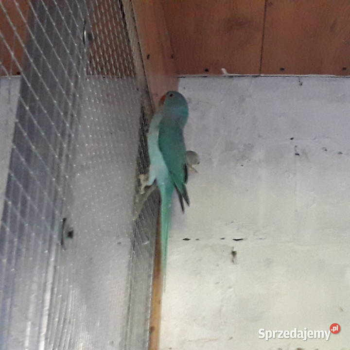 Papugi aleksandretta i rozella Chmielnik
