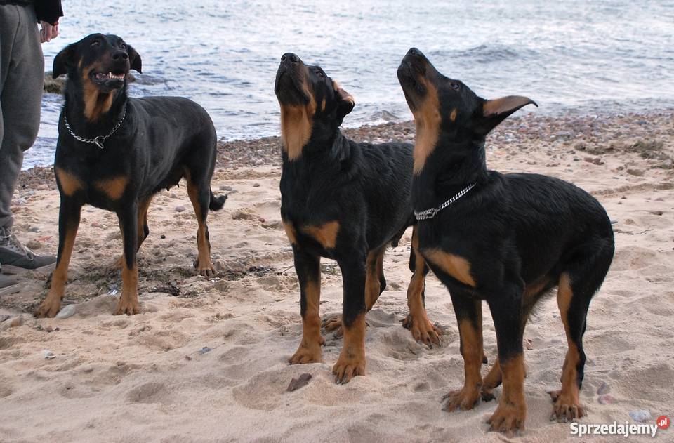 BEAUCERON piękne szczenięta z doskonałym Gdynia