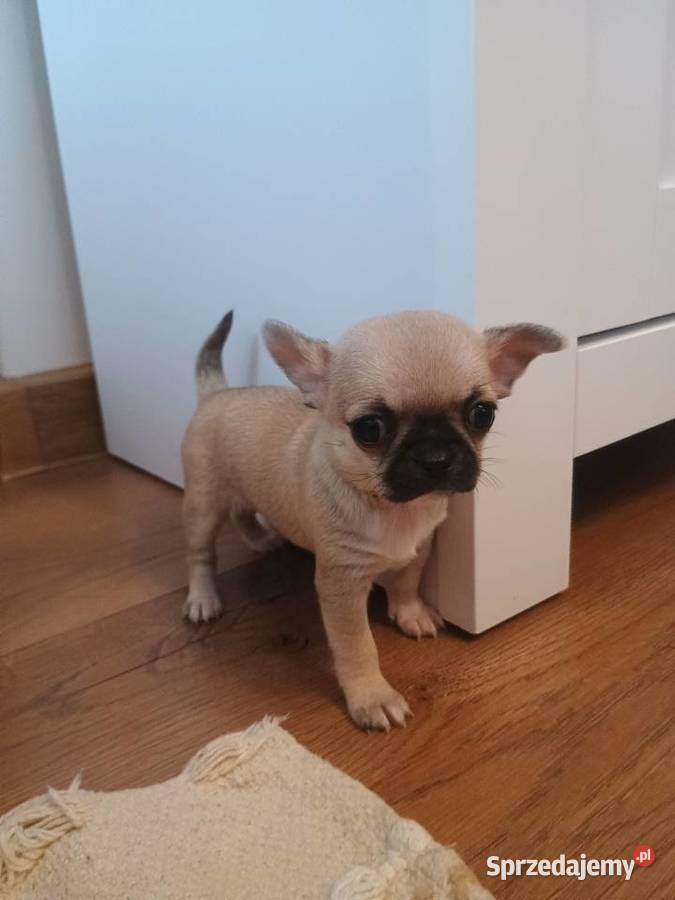 Chihuahua malutka sunia Łękińsko