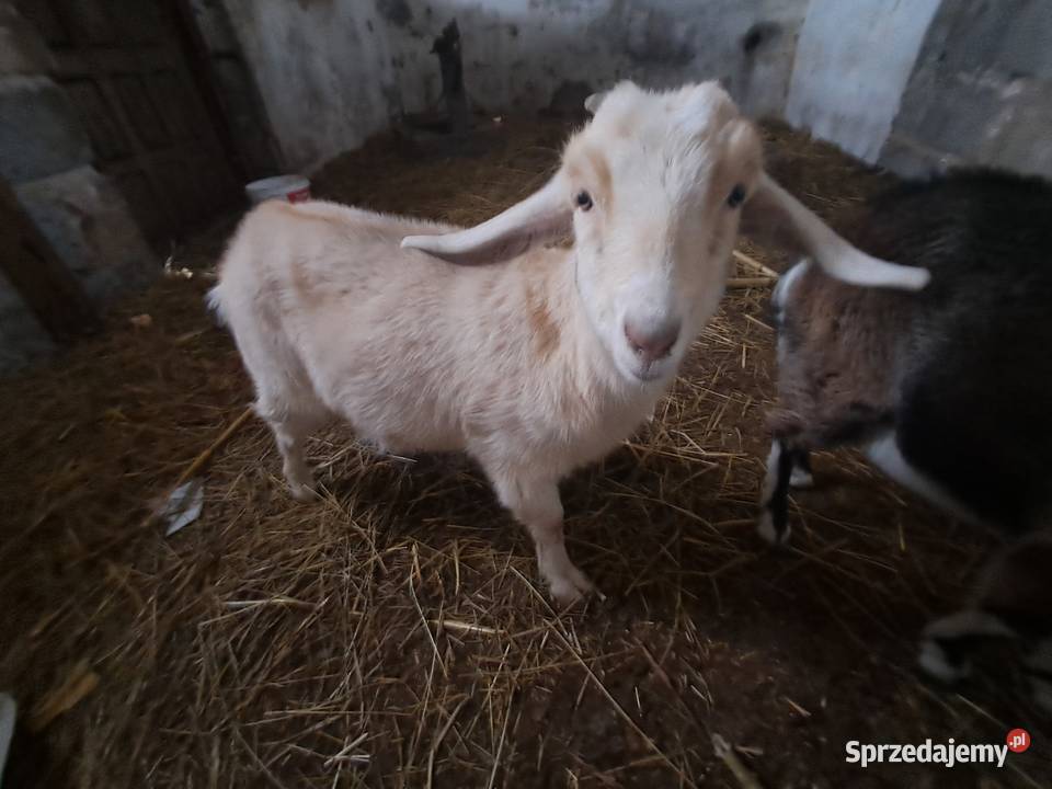 kozy anglolubinskie Pozostałe Skarżyn