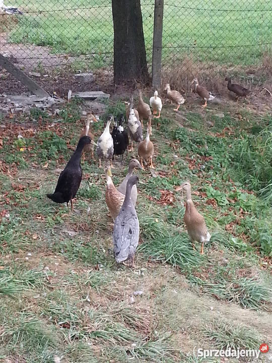 Kaczki Biegusy Młode Różne Kolory lubelskie Ryki