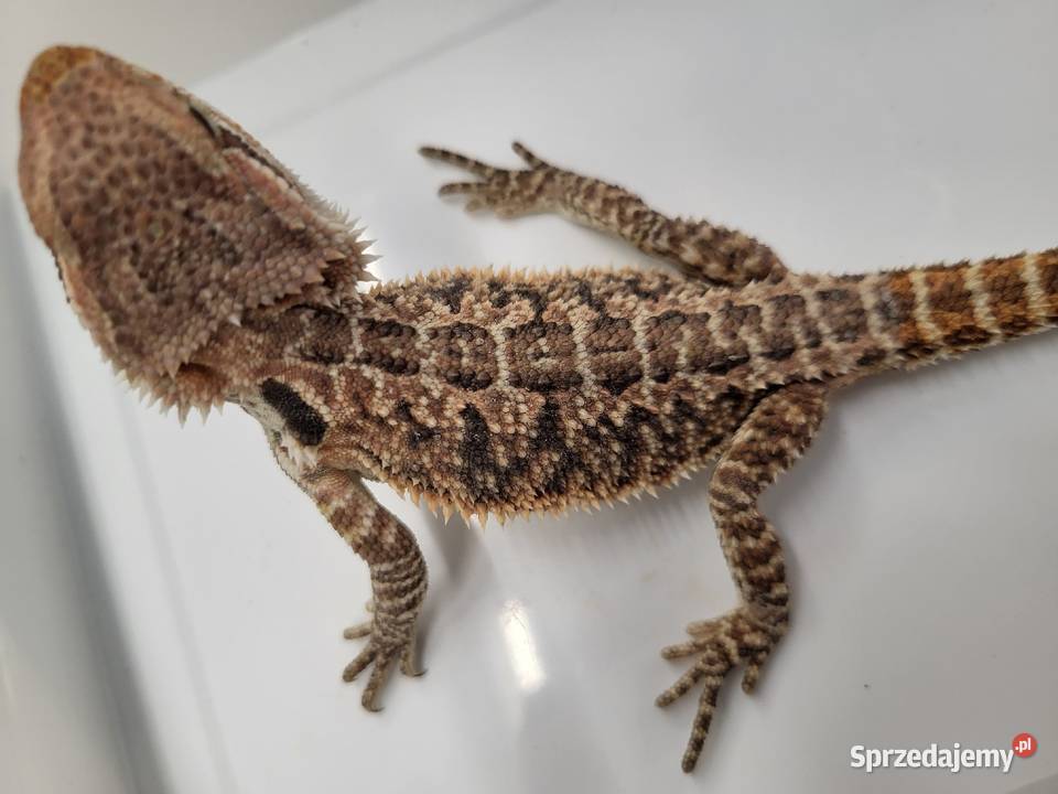 Agama Brodata Czerwona Sklep Zoologiczny Gady i płazy Katowice