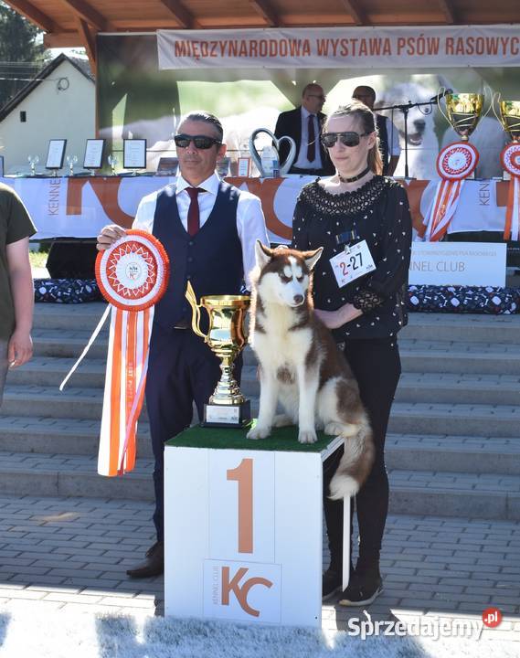 Siberian Husky Suczka niebieskooka z doskonałym