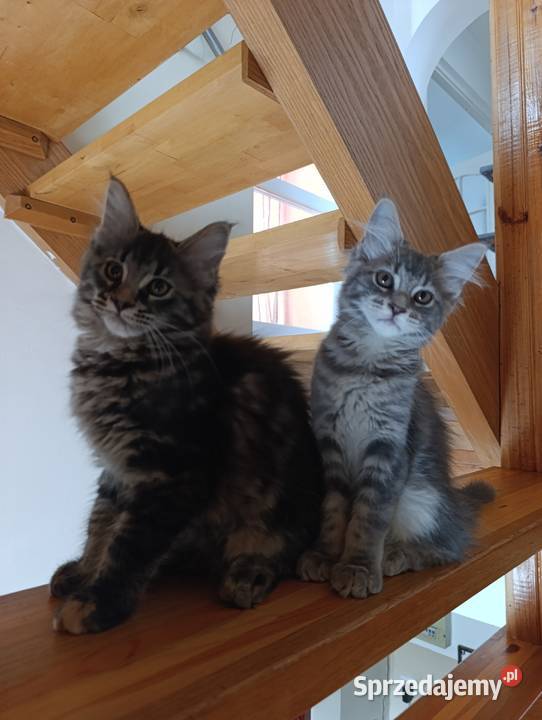 Maine coon Krasnystaw