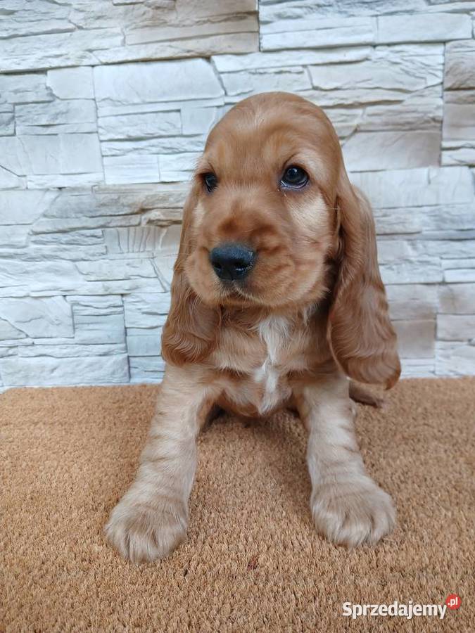 Śliczny Cocker Spaniel Angielski Sieradz