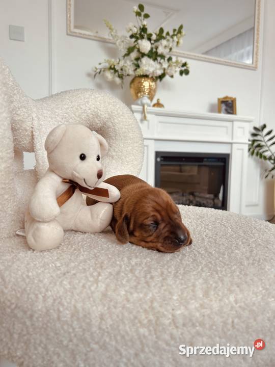 Śliczny piesek Jamnik miniaturka małopolskie Kraków